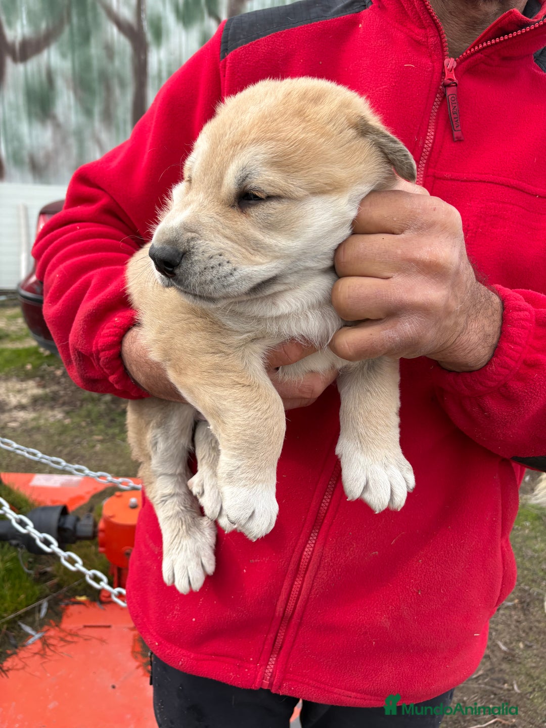 Mastín Español perros en venta: Macho mastín Español cachorro - Anuncio 3