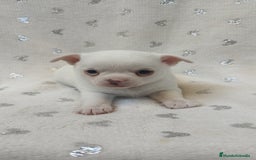 Chihuahua perros en venta: Chihuahua macho y hembra  - Imagen 1