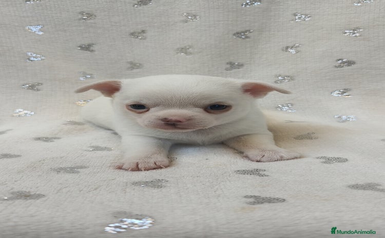 Chihuahua perros - Anuncio 1