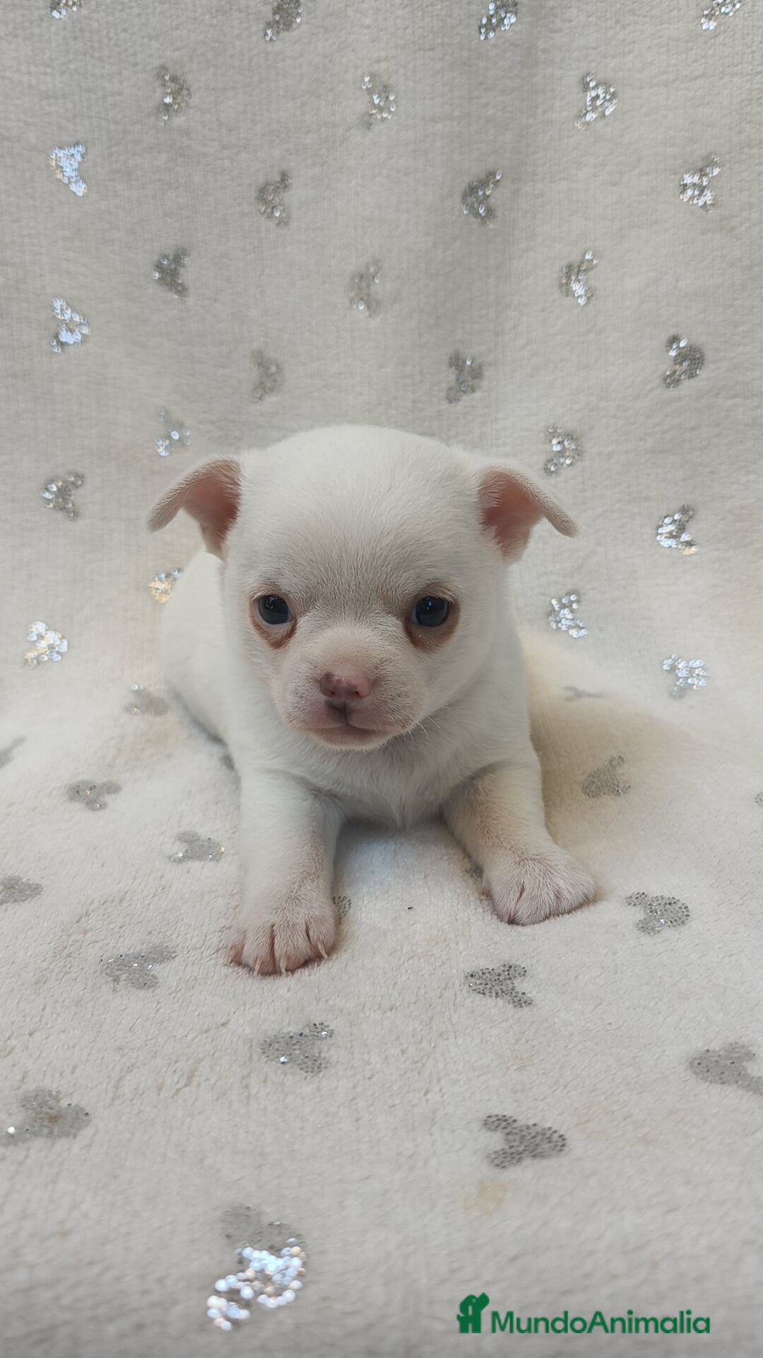 Chihuahua perros en venta: Chihuahua macho y hembra  - Imagen 1