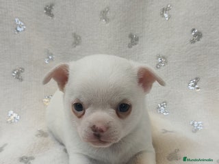 Chihuahua perros - Anuncio 1