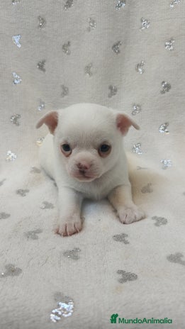 Chihuahua perros - Anuncio 1