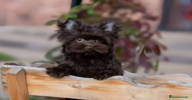 Yorkshire Terrier perros Cachorros Yorkshire chocolate Micro/Toy - Anuncio 12