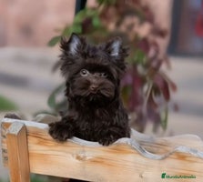 Yorkshire Terrier perros Cachorros Yorkshire chocolate Micro/Toy - Anuncio 4