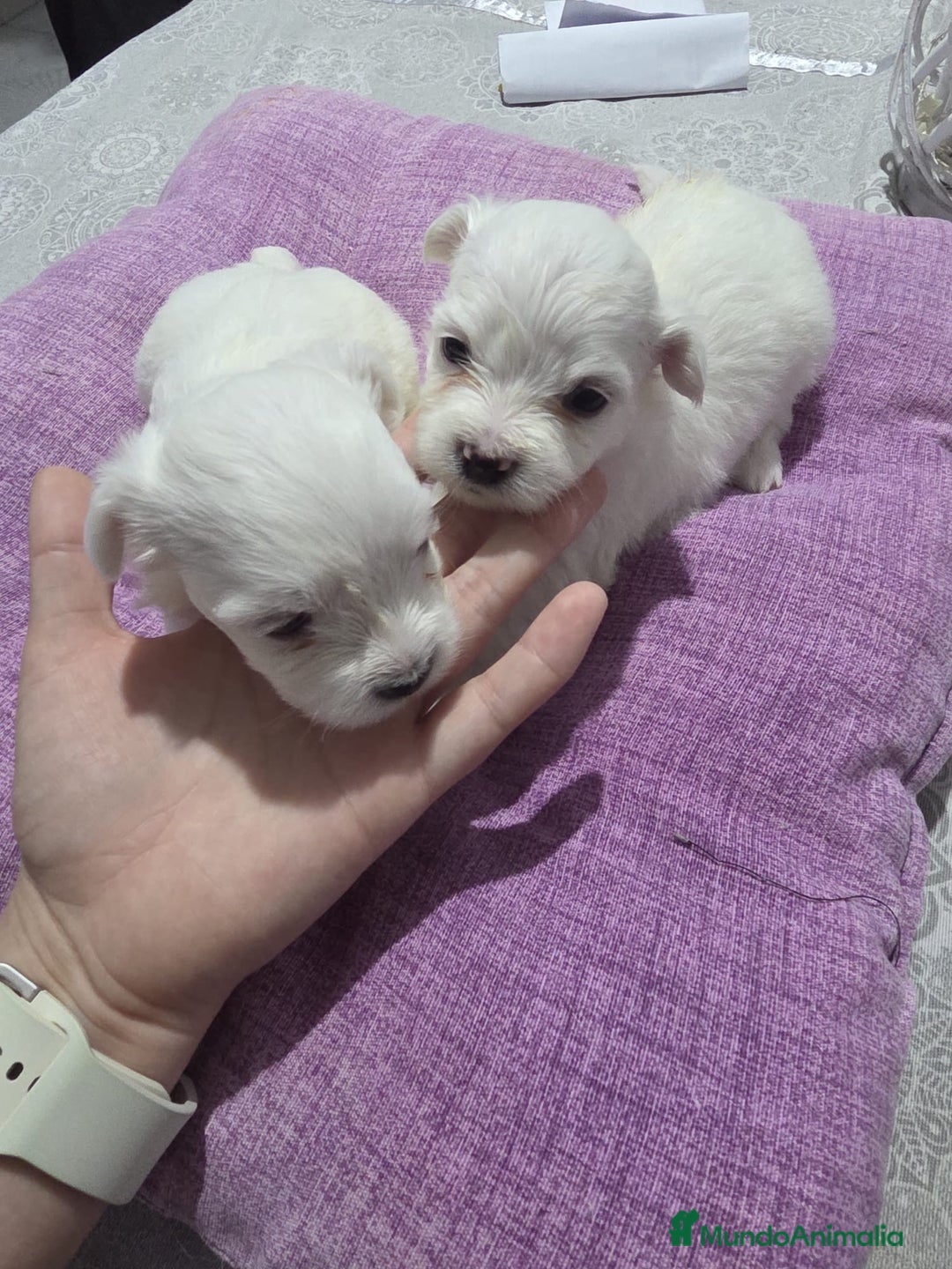 Bichón Maltés perros en venta: Preciosa camada de Bichon maltés  - Imagen 6