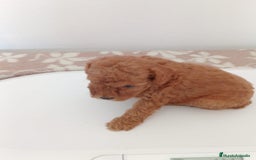 Caniche Toy perros en venta: Camada caniche - Imagen 2