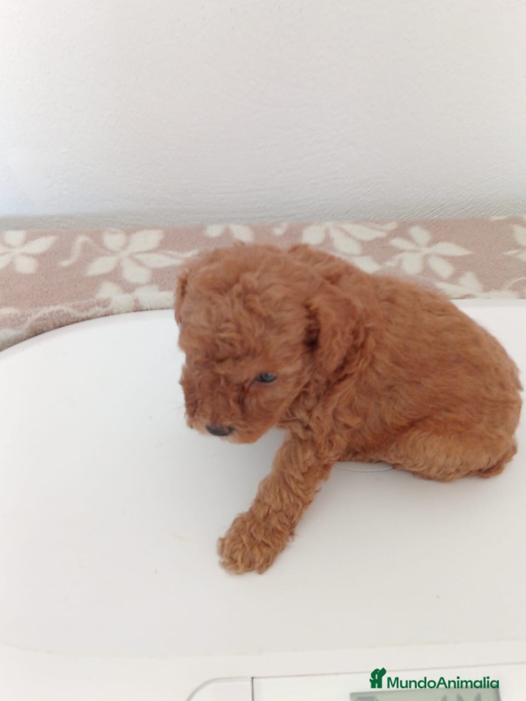 Caniche Toy perros en venta: Camada caniche - Imagen 2