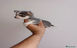 Chihuahua perros en venta: Chihuahua miniatura cabeza manzana  - Imagen 3
