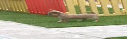 Chihuahua perros en venta: Princesita chihuahua lilac - Anuncio 6