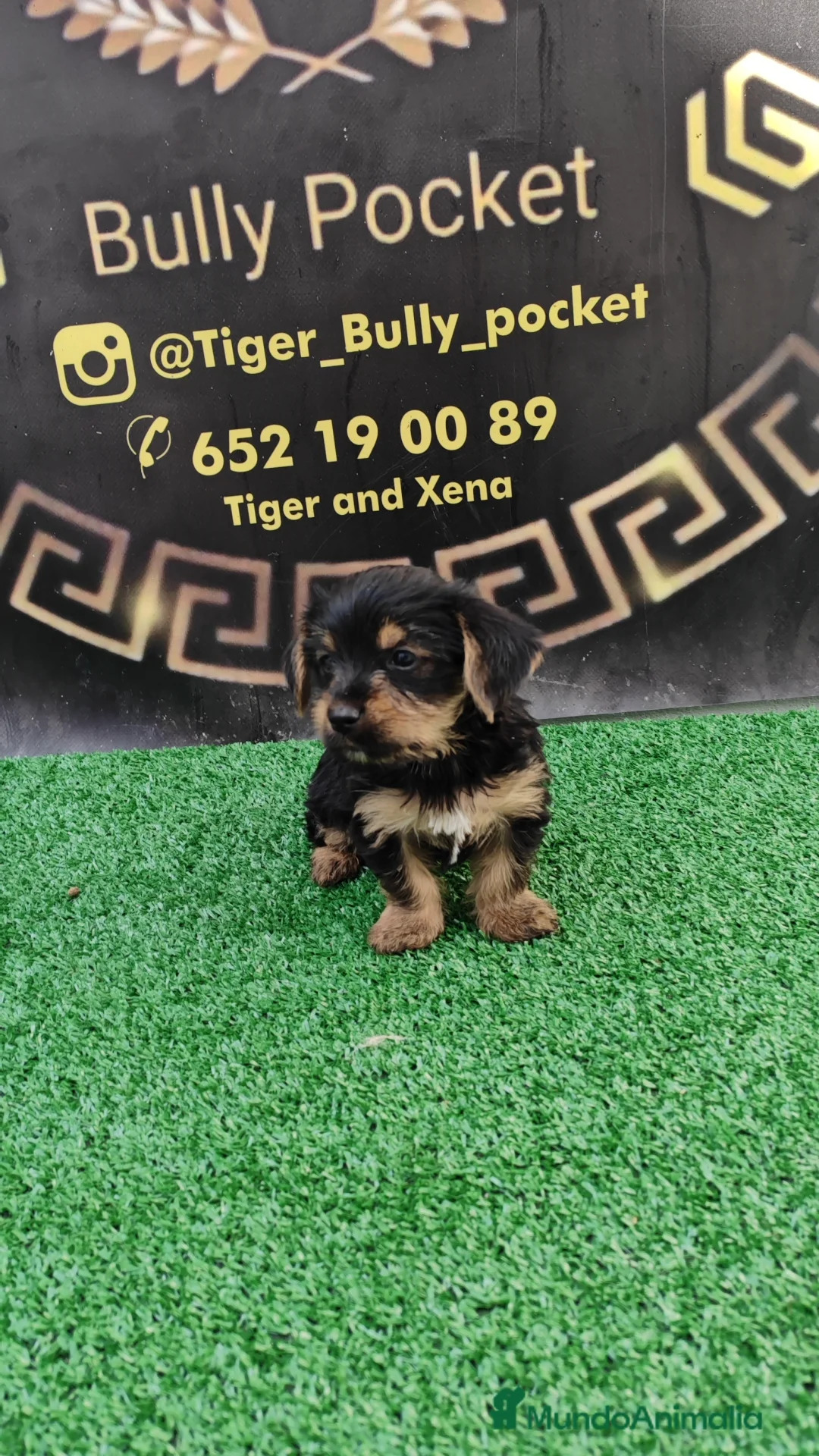 Yorkshire Terrier perros en venta: Camada de Yorkshire - Anuncio 7