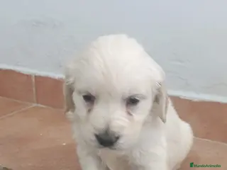 Golden Retriever perros Camada golden retriever línea americana - Anuncio 2