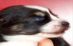Pomsky perros en venta: Cachorros pomsky o mini husky - Imagen 2