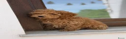 Caniche Enano perros en venta: Caniches enanos apricot  - Anuncio 6