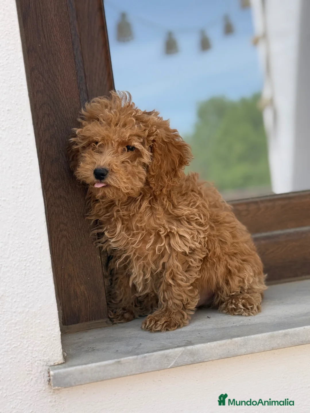 Caniche Enano perros en venta: Caniches enanos apricot  - Anuncio 6