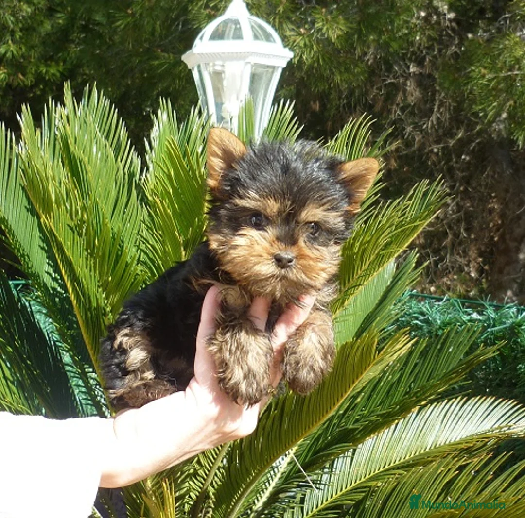 Yorkshire Terrier perros en venta: Yorkshire Terrier - Anuncio 8