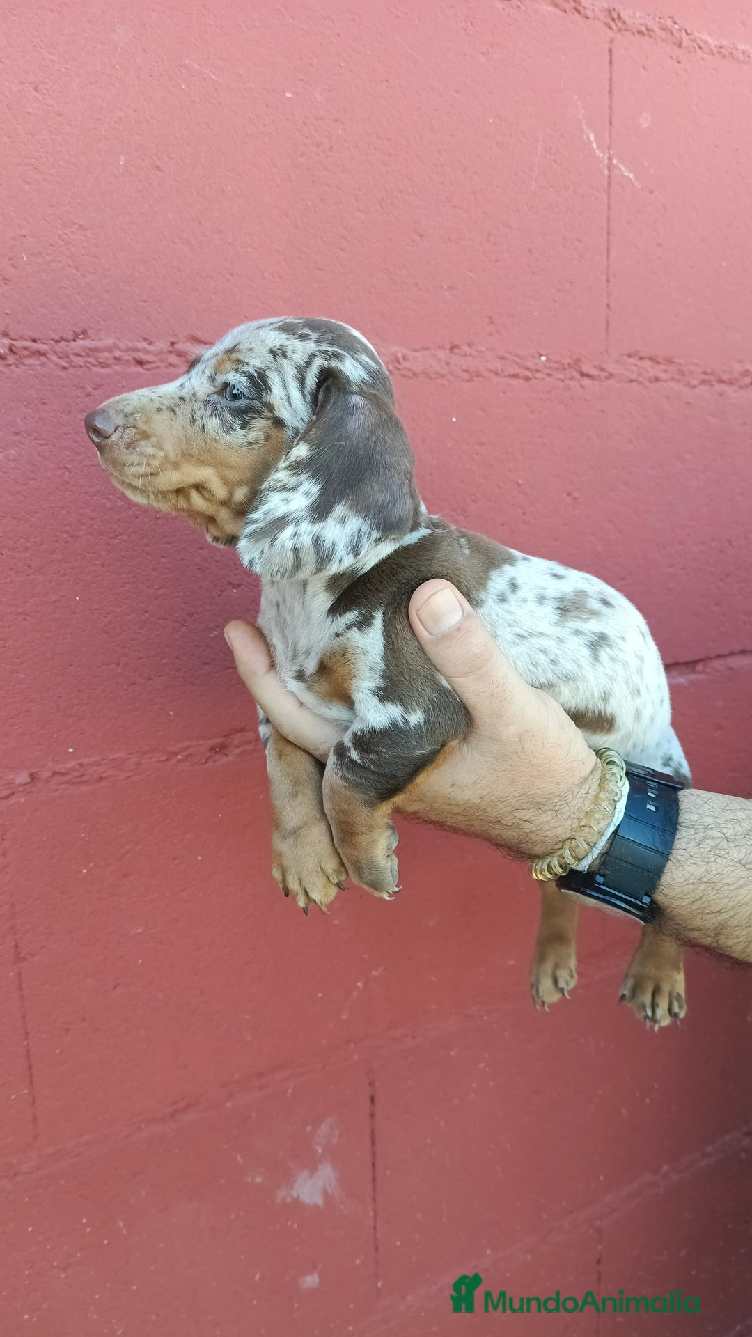 Teckel perros en venta: Hembra de teckel  - Imagen 3