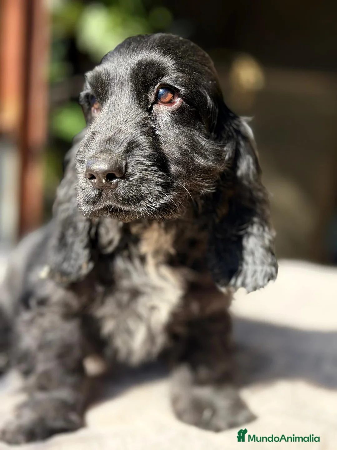 Cocker Spaniel Inglés perros en venta: COCKER SPANIEL INGLES NEGRO - Anuncio 2