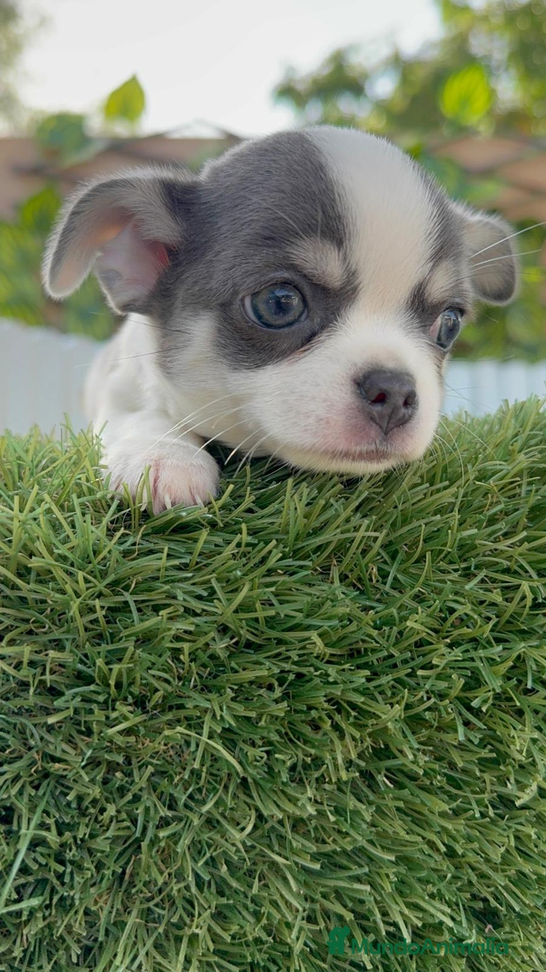 Chihuahua perros en venta: CHIHUAHUA MACHO DISPONIBLE - Imagen 12