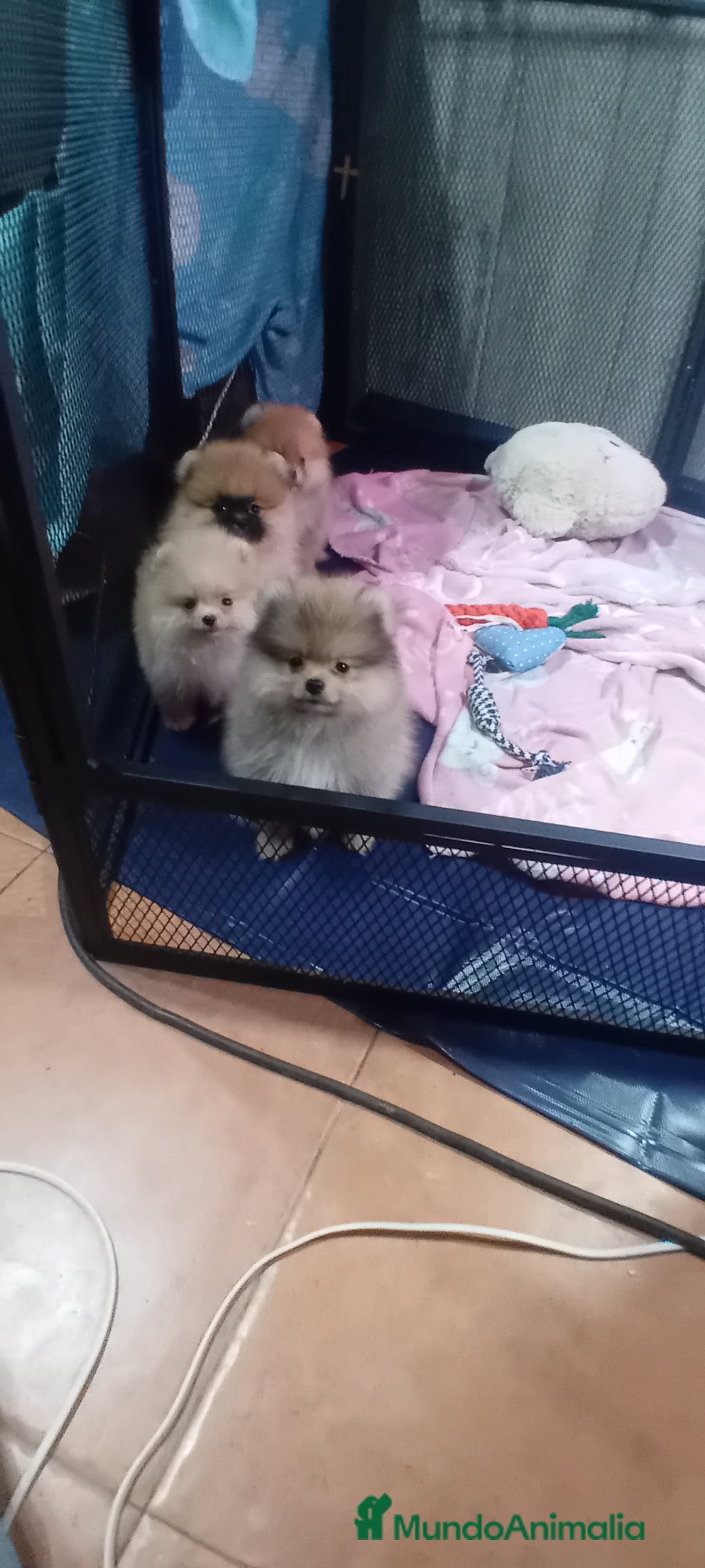 Pomerania perros en venta: Preciosos pomeranias americanos boo  - Imagen 2