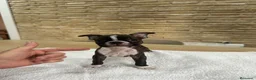 Boston Terrier perros en venta: Cachorro boston terrier  - Anuncio 5
