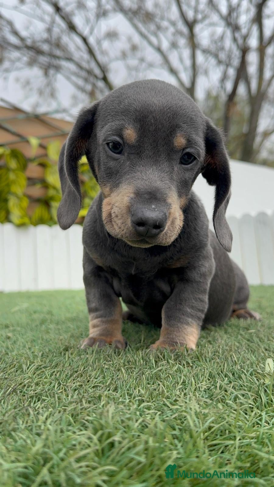 Teckel Miniatura perros TECKEL MINIATURA - Anuncio 1