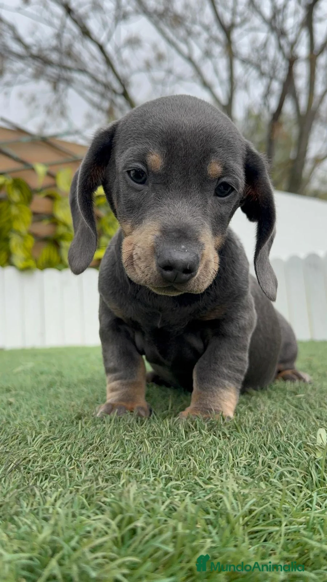 Teckel Miniatura perros en venta: TECKEL MINIATURA - Anuncio 1