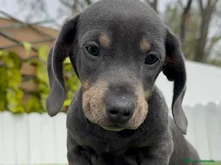 Teckel Miniatura perros TECKEL MINIATURA - Anuncio 5