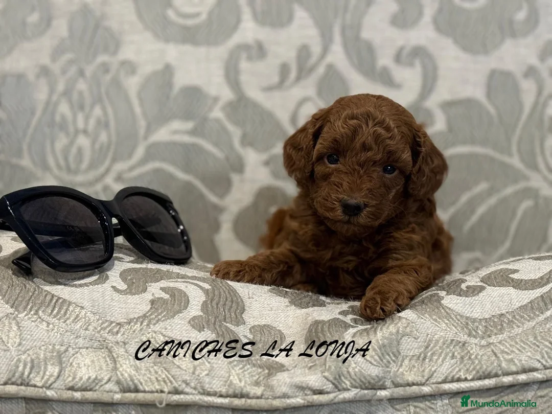Caniche Toy perros en venta: caniche toy  en Valencia - Anuncio 1