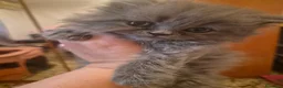 Persa gatos en venta: Gatos persas  - Anuncio 4