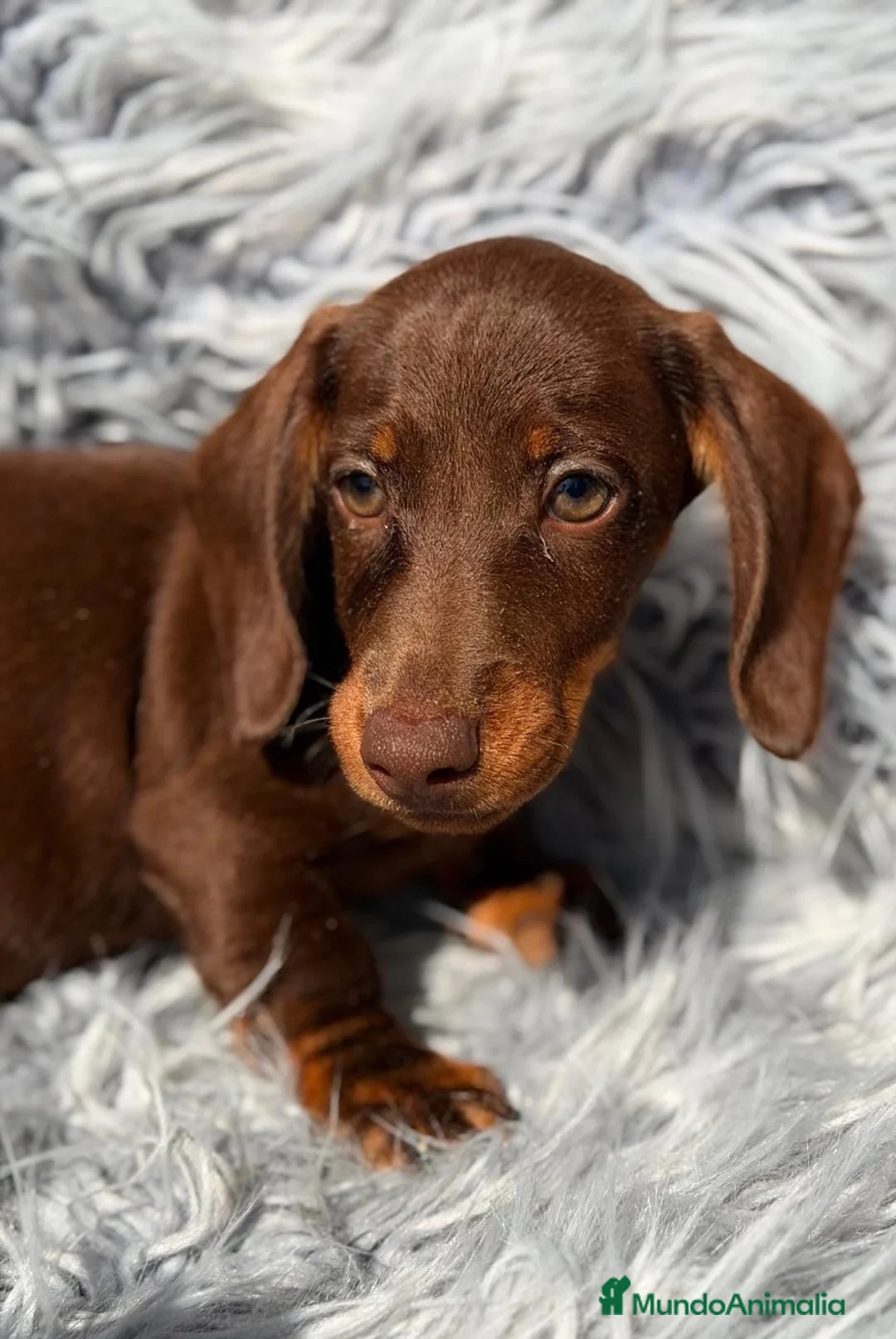 Teckel Miniatura perros en venta: Camada teckel,diferentes colores - Anuncio 10