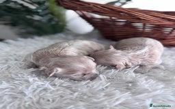 Maltipoo perros en venta: MALTIPOO HEMBRAS - Imagen 4