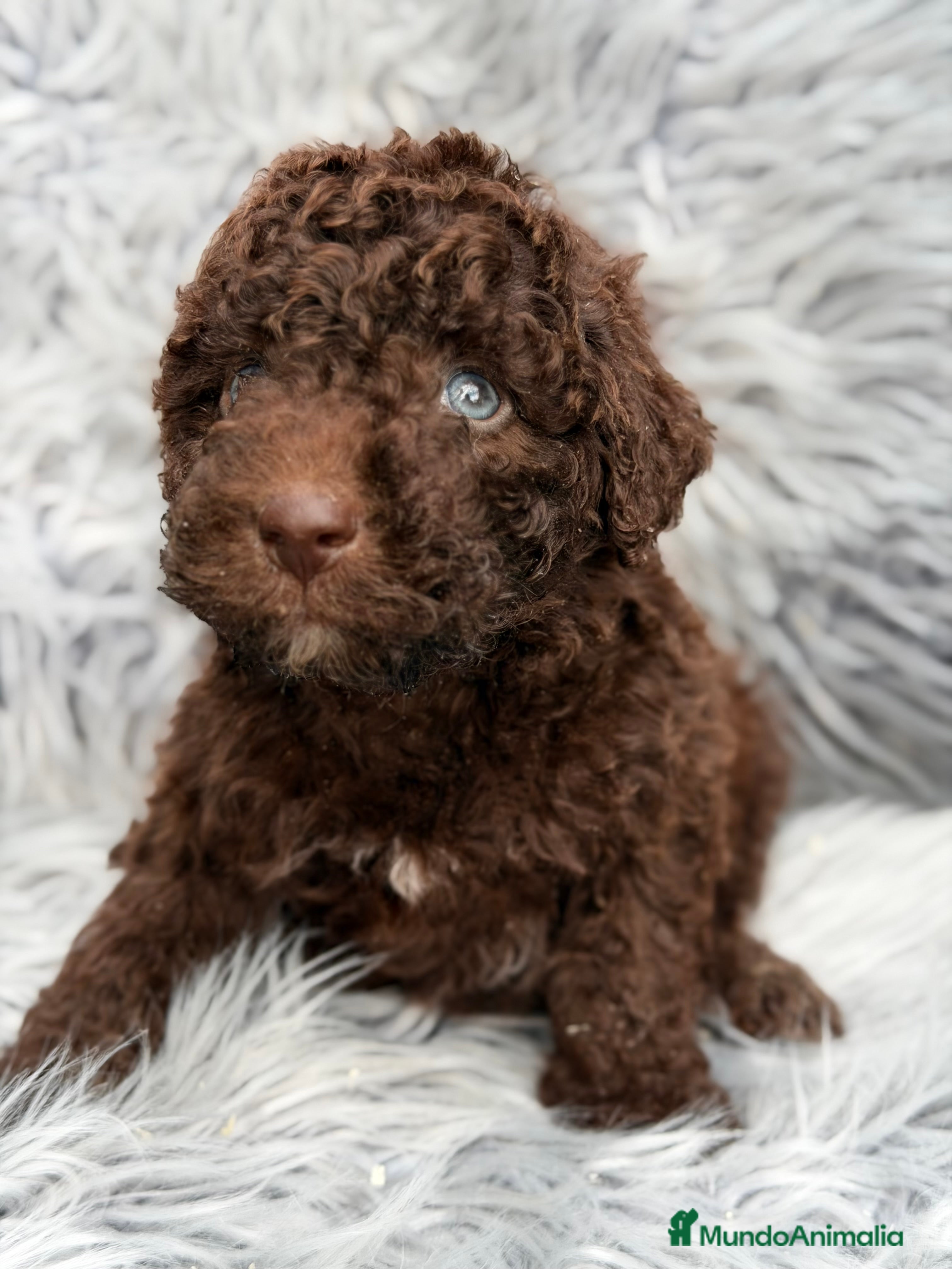 Perro de Agua Español perros Pdae chocolate de ojos azules  - Anuncio 2