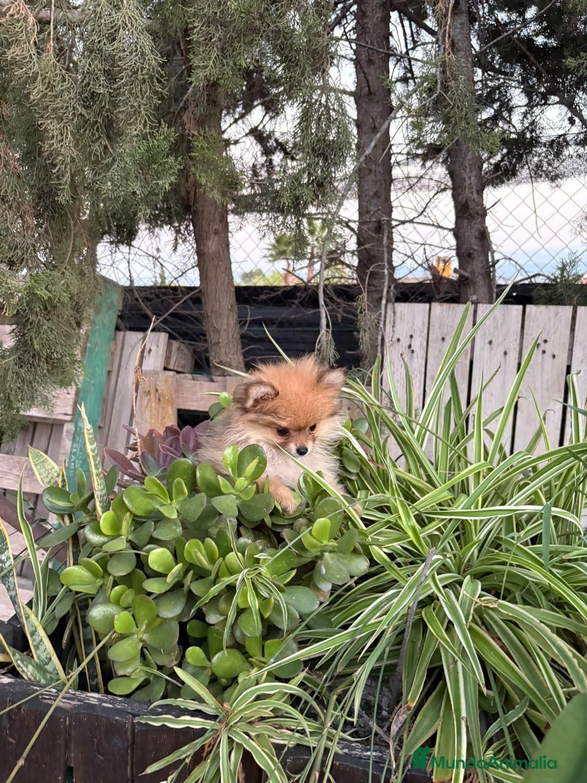 Pomerania perros en venta: Lulú de Pomerania  - Anuncio 36