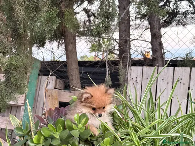Pomerania perros en venta: Lulú de Pomerania - Anuncio 36