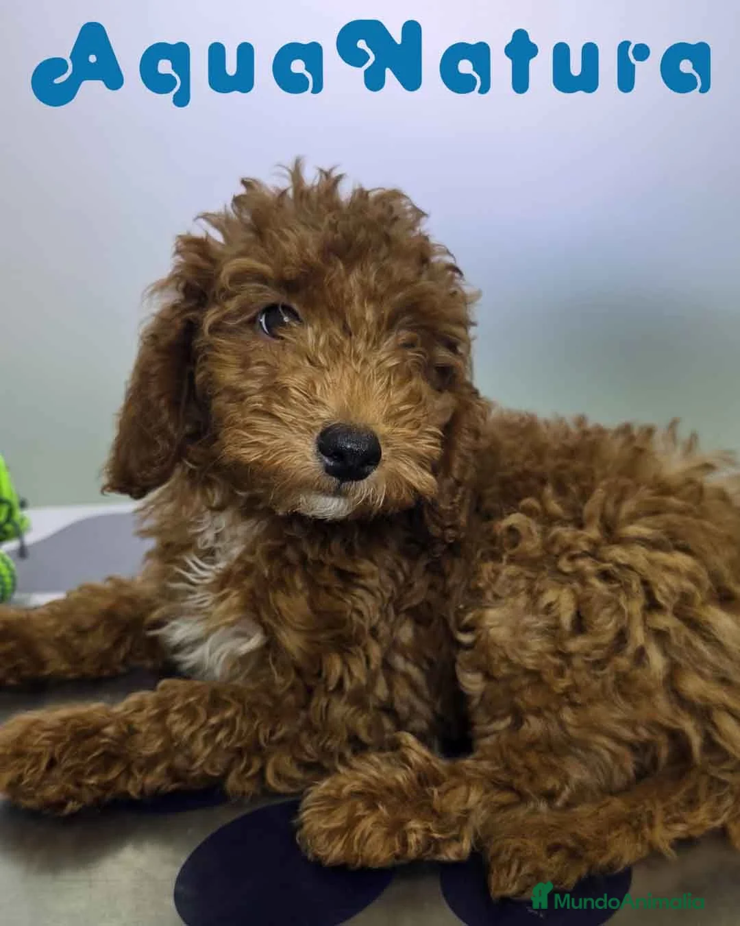 Caniche Enano perros en venta: Caniche Hembra de Barbie y Can (Ref 4138) - Anuncio 2