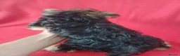 Yorkshire Terrier perros en venta: Yorkshire Terrier Standar  - Anuncio 3
