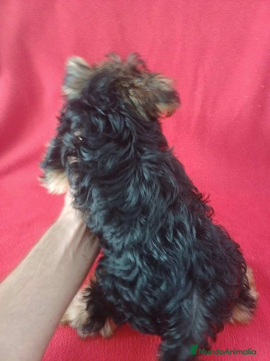 Yorkshire Terrier perros en venta: Yorkshire Terrier Standar  - Anuncio 3
