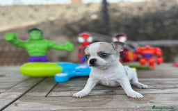 Chihuahua perros en venta: Chihuahua Mini ojos azules  - Imagen 6