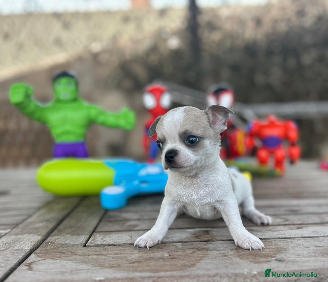 Chihuahua perros en venta: Chihuahua Mini ojos azules  - Imagen 6