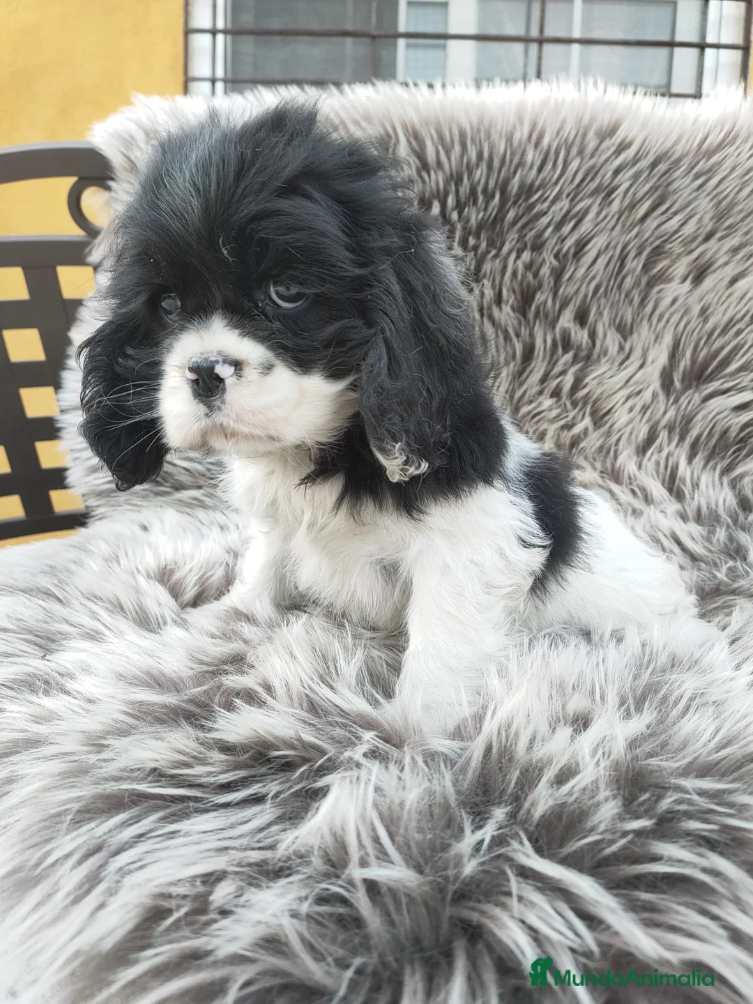 Cocker Spaniel Americano perros en venta: Cocker Americano Top - Anuncio 1
