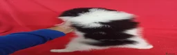 Pomerania perros en venta: Pomerania Panda  - Anuncio 3