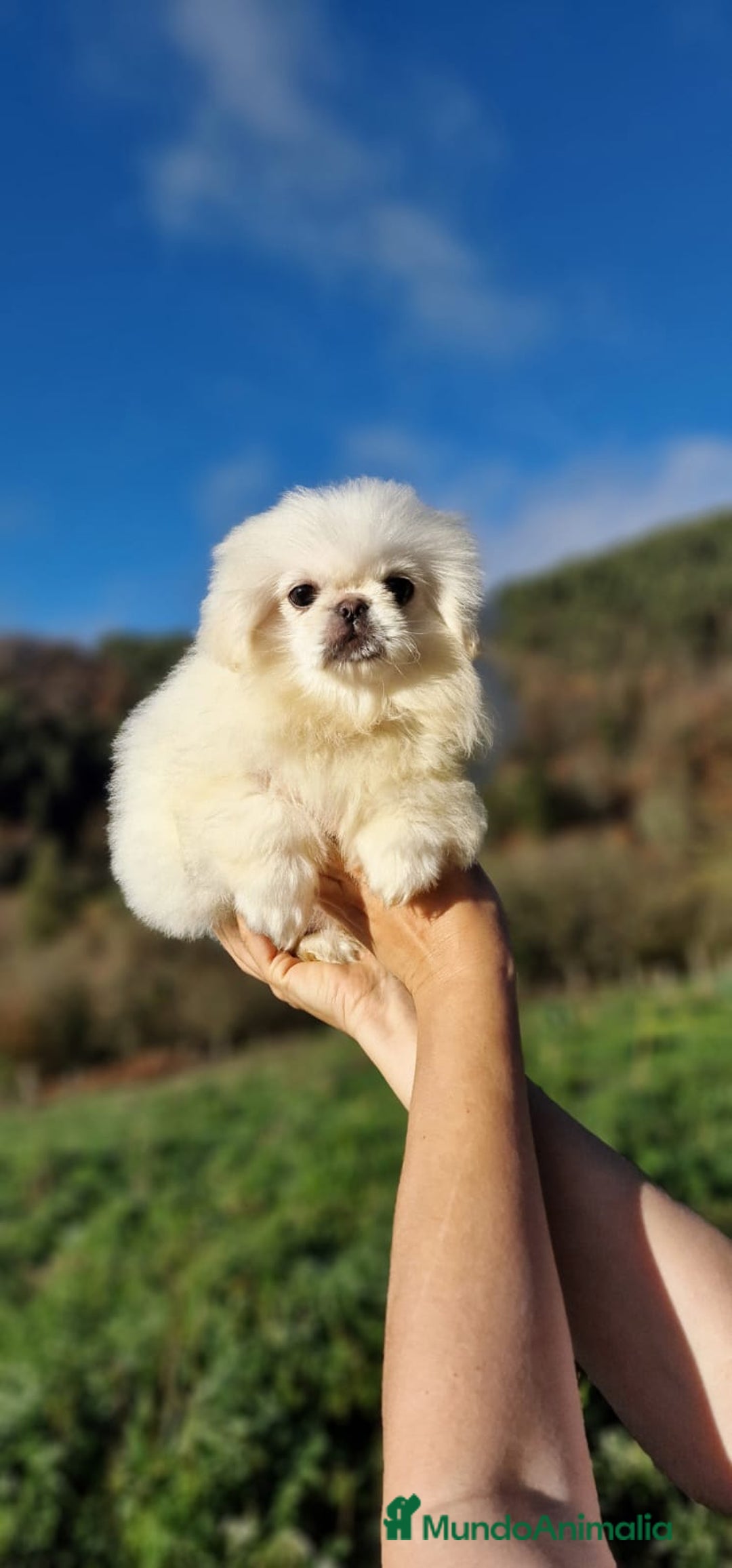 Pekinés perros en venta: Hembras Pekinés Imperial  - Anuncio 4