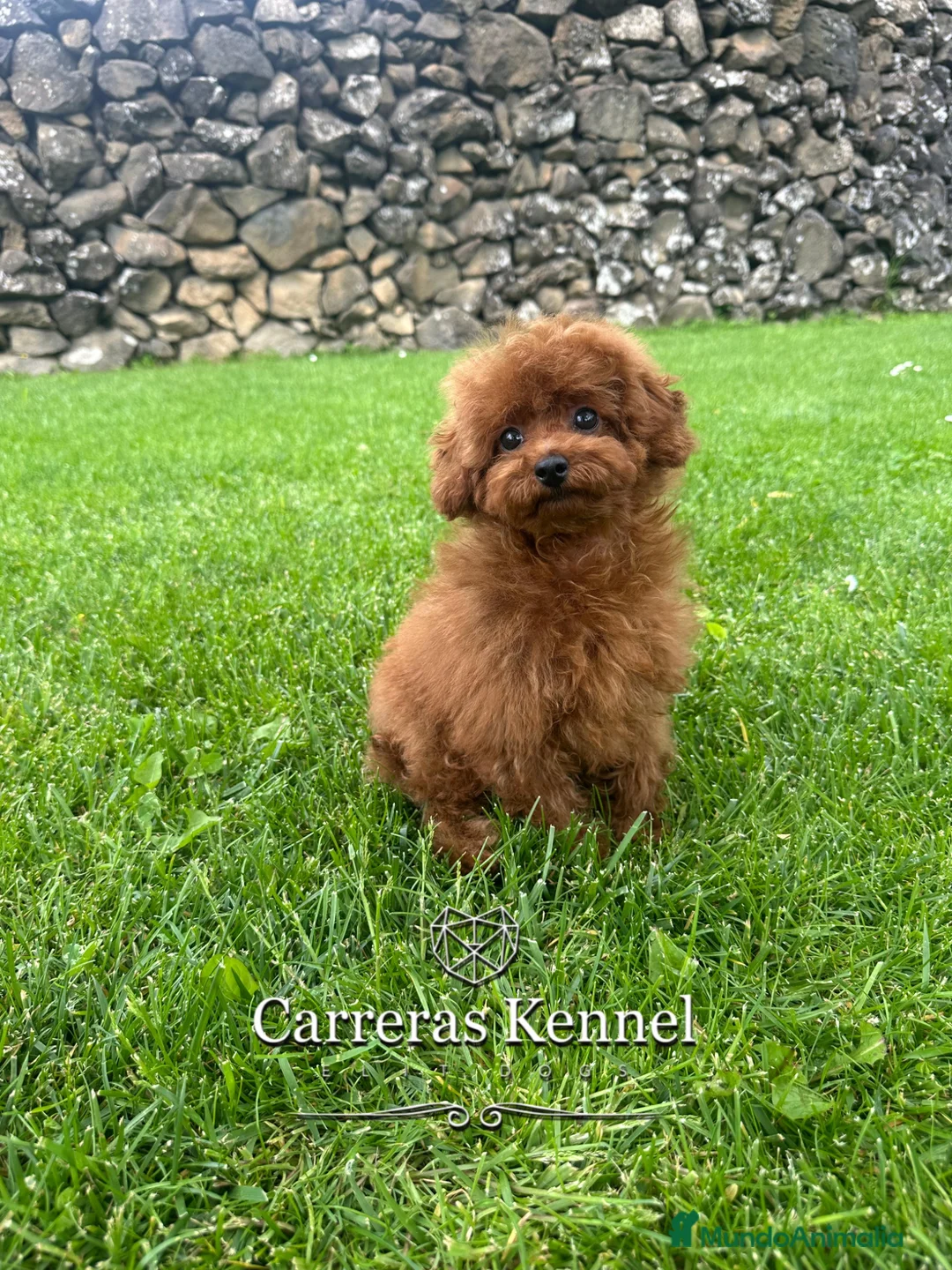 Caniche Toy perros en venta: ♥️ Auténtico Caniche TOY rojo Intenso - Anuncio 6