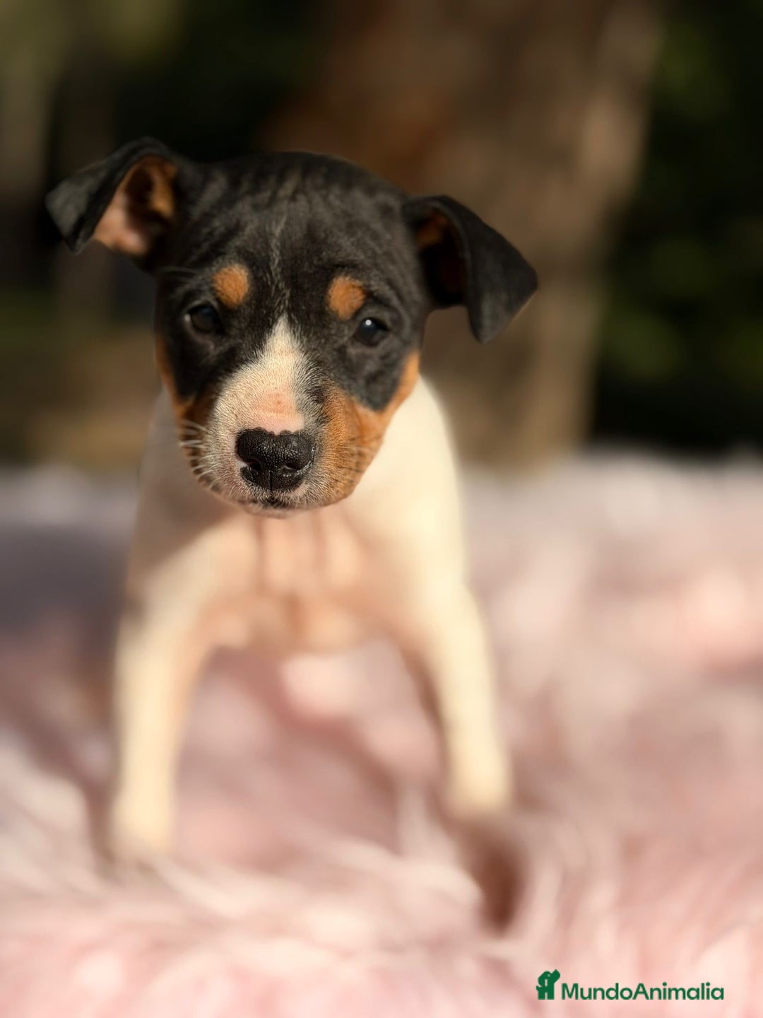 Ratonero Bodeguero Andaluz perros en venta: Bodeguero ratonero andaluz - Anuncio 2