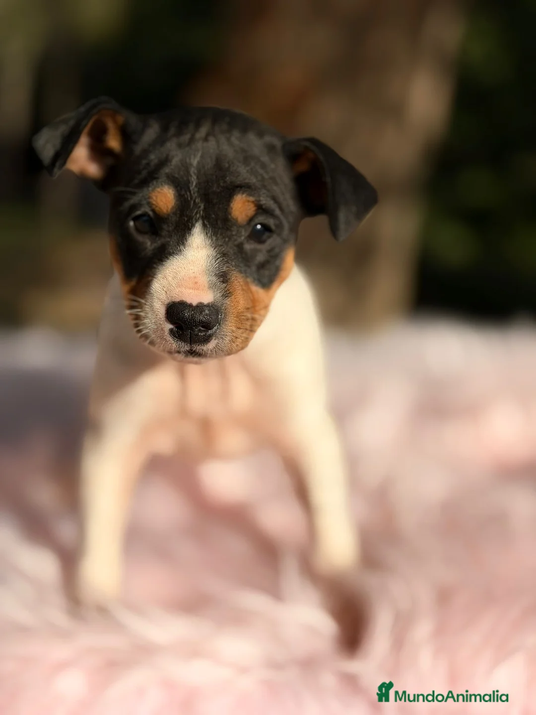 Ratonero Bodeguero Andaluz perros en venta: Bodeguero ratonero andaluz - Anuncio 2