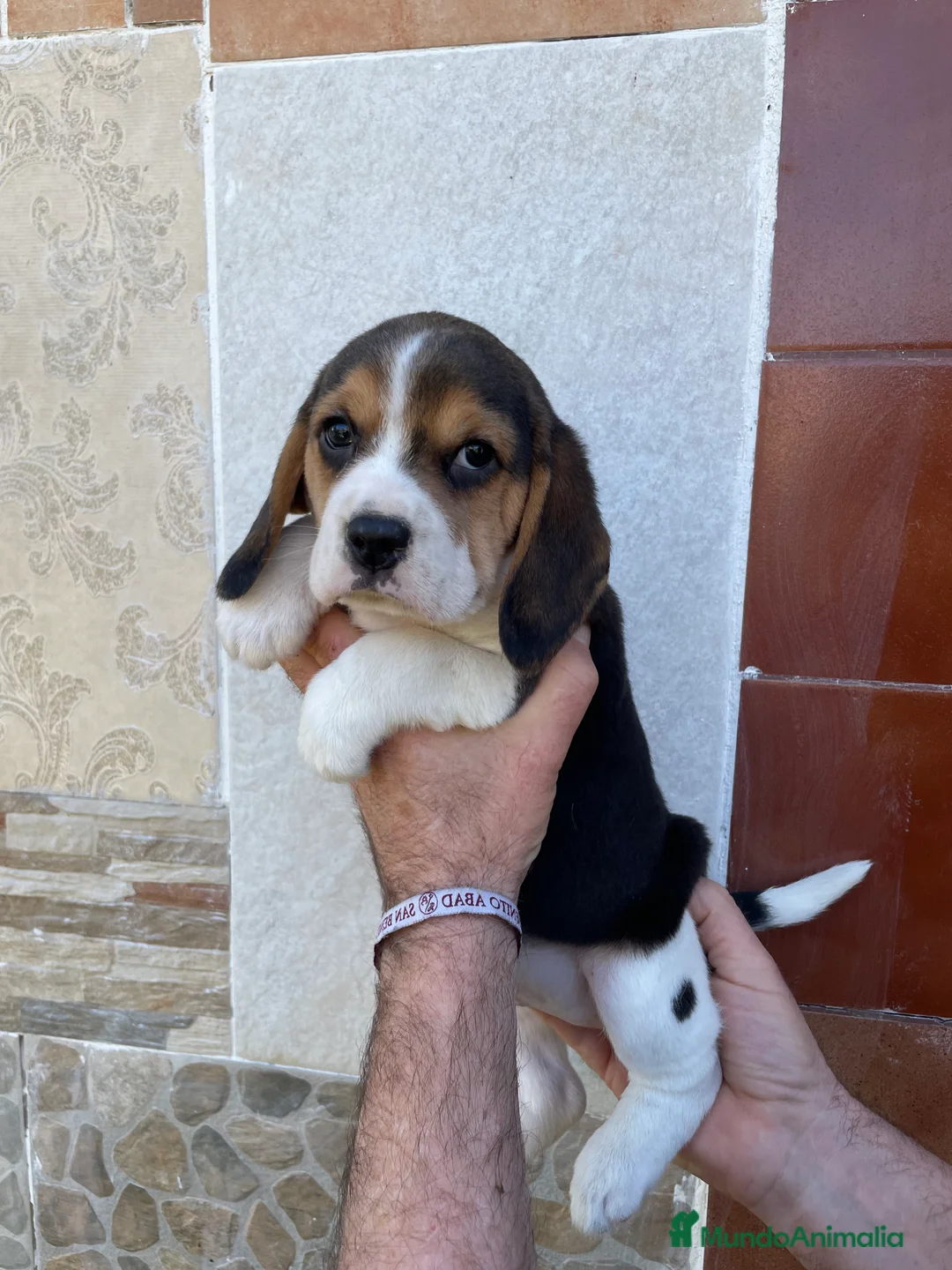 Beagle perros en venta: Beagle listos para entregar  - Anuncio 2
