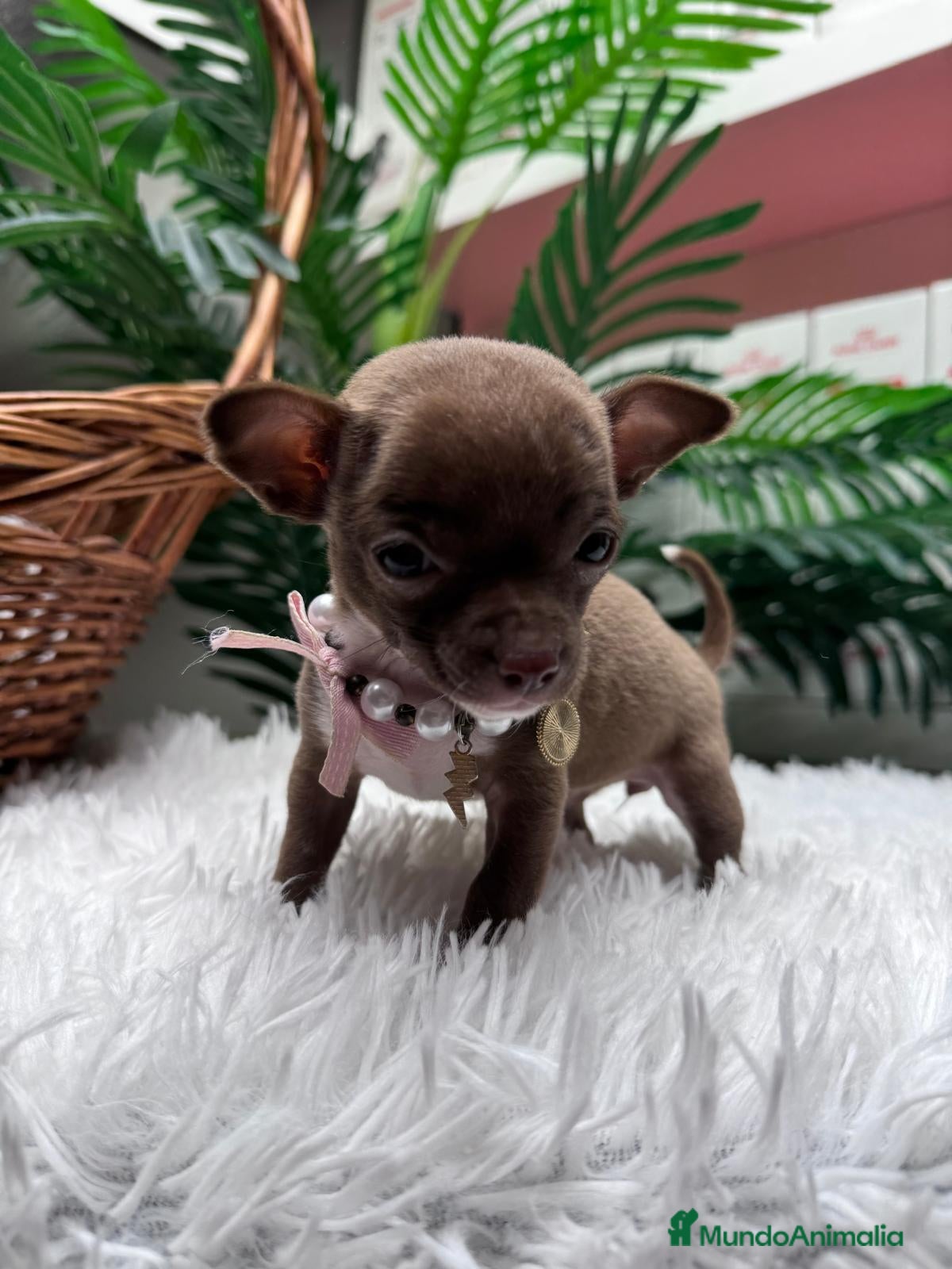 Chihuahua perros CHIHUAHUA HEMBRA - Anuncio 2