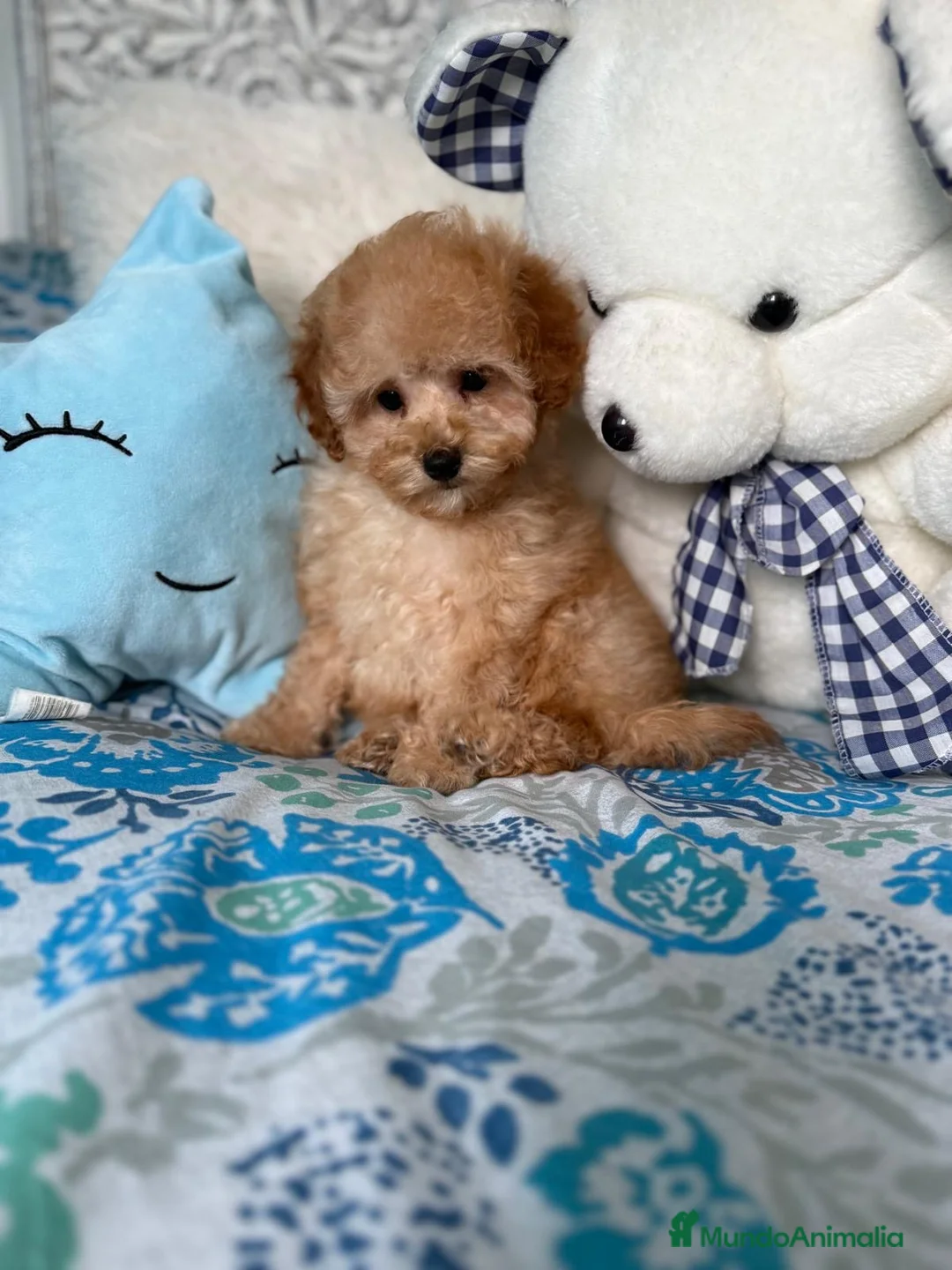 Caniche Toy perros en venta: Caniche Toy Apricot listos para entregar!! - Anuncio 4