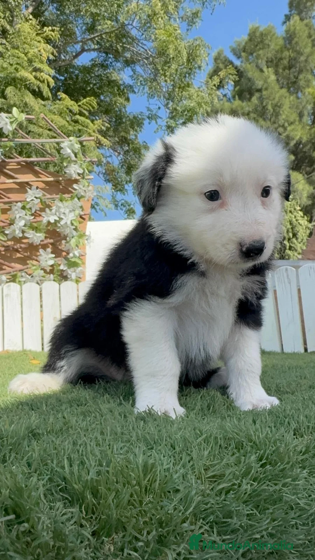 Border Collie perros en venta: BORDER COLLIE - HEMBRA - Anuncio 1