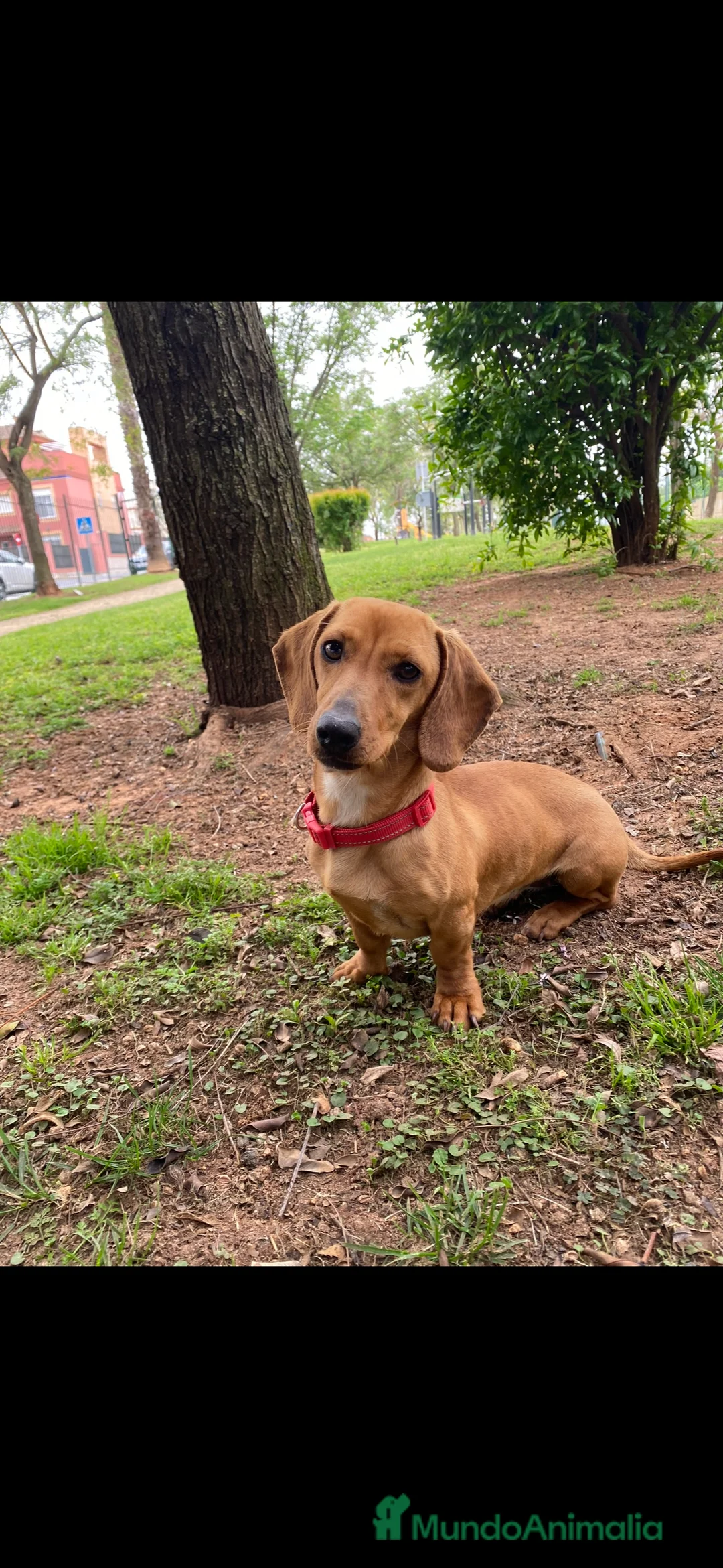 Teckel Miniatura perros en venta: Preciosos Cachorros Teckel  en Sevilla - Anuncio 2